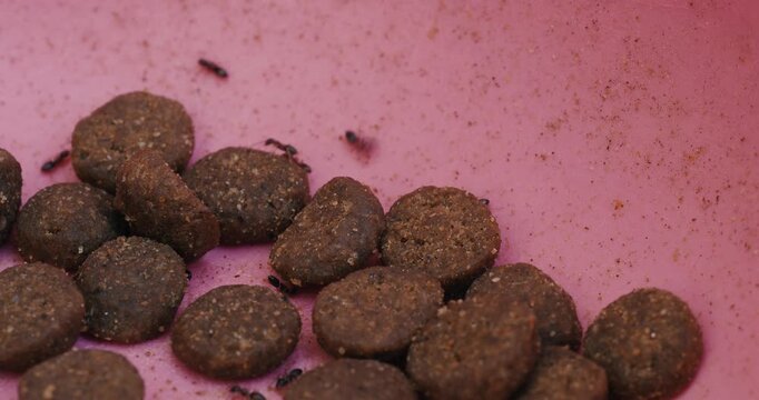 Black ants crawl over dry pet food kibble in a pink bowl
