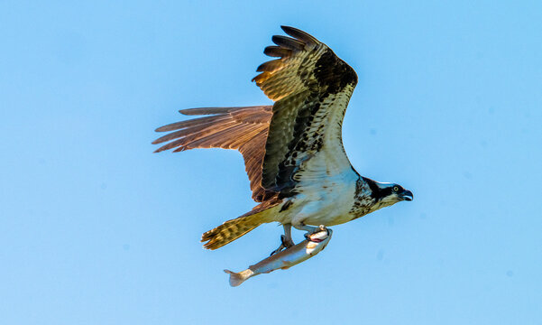 An impressive action photograph of an Osprey (Pandion haliaetus) soaring through a clear blue sky while clutching a freshly caught trout in its talons. The raptor is captured mid-air