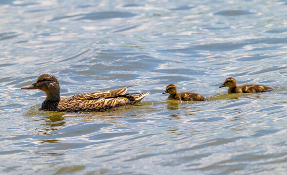 A female mallard duck (Anas platyrhynchos) swimming gracefully on bright blue, rippling water, closely followed by her two small, adorable ducklings. This beautiful wildlife scene captures natural mat