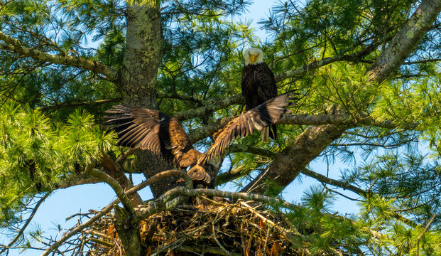 An adult bald eagle (Haliaeetus leucocephalus) perched on a pine branch watching over its mate spreading its wings in a large stick nest high in a white pine tree (Pinus strobus) under a clear blue sk