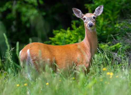 An alert white-tailed deer doe (Odocoileus virginianus) stands in a sunlit summer meadow surrounded by tall green grass and wild yellow flowers, looking directly towards the camera