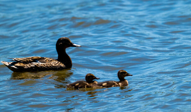 A female mallard duck (Anas platyrhynchos) swimming gracefully on bright blue, rippling water, closely followed by her two small, adorable ducklings. This beautiful wildlife scene captures natural mat