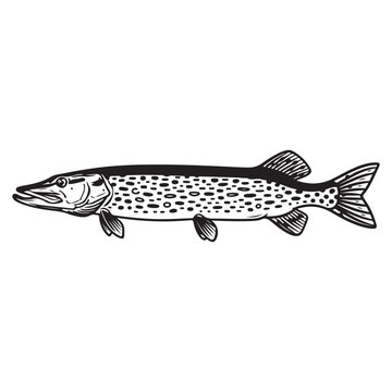 Northern pike fish vector illustration in hand drawn woodcut style with spotted pattern for fishing and wildlife design