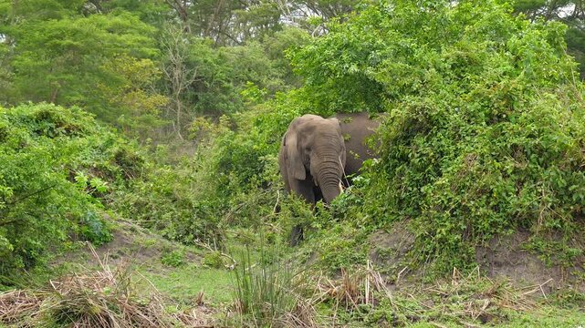 Wild african bush elephant grazing in lush green jungle of uganda. Big elephants showcasing its immense size and natural behavior in native habitat during a safari tour adventure