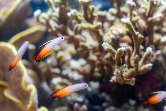 Firefish in Coral Reef