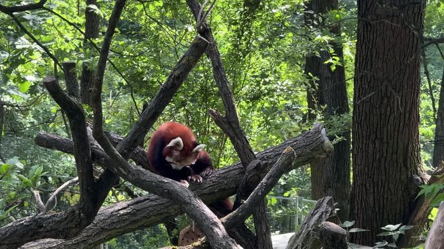 Red panda Ailurus fulgens resting on tree branches in temperate forest habitat