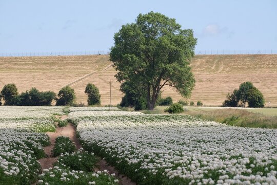 A field of potatoes in full bloom in the countryside.