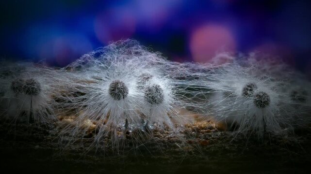 Macro close-up of slime mould fruiting bodies glowing against a dark blue bokeh background