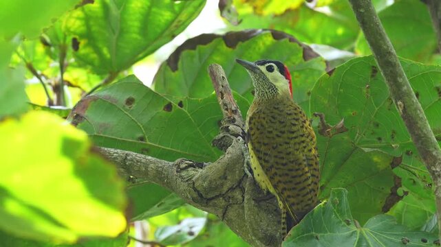 close-up of a Spot-breasted Woodpecker (Colaptes punctigula) foraging on a sapodilla tree, pecking the wood in search of insect larvae. This detailed sequence captures natural feeding