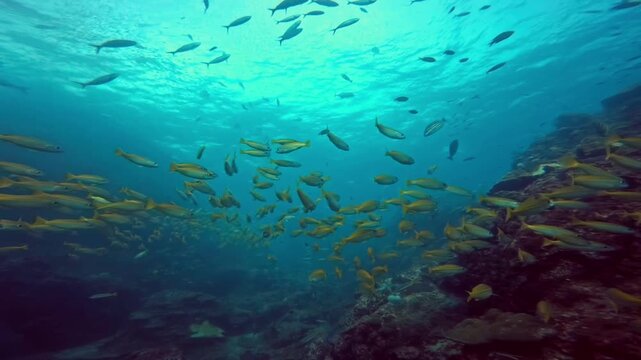 School of fusilier fish swimming underwater
