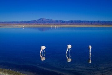 Atacama Desert Chile Lagunas Salares © Gustavo