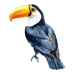 Toucan, detailed watercolor painting, isolated on a white background. © teralis