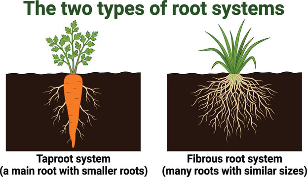 Plant root systems educational diagram comparison illustration showing taproot system of a carrot and fibrous root system of grass vector