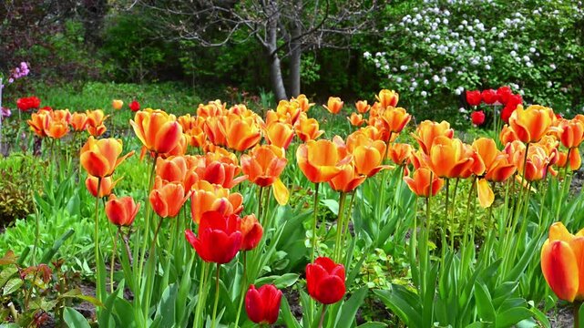 Orange red flowers belong to a species of tulip (Tulipa spp., family Liliaceae).