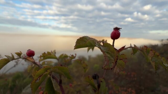 Ripe red rose hips on wild Rosa canina branches in late autumn, with macro close-ups and wider shots overlooking a misty valley under a soft cloudy sky