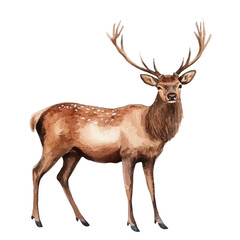 Fototapeta premium Red Deer, vibrant watercolor vector, isolated on a white background, high quality and detailed design.