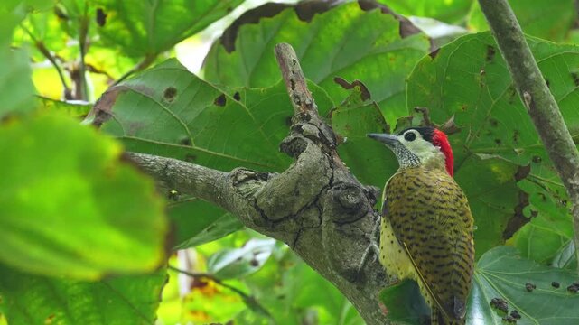 close-up of a Spot-breasted Woodpecker (Colaptes punctigula) foraging on a sapodilla tree, pecking the wood in search of insect larvae. This detailed sequence captures natural feeding