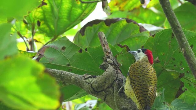 close-up of a Spot-breasted Woodpecker (Colaptes punctigula) foraging on a sapodilla tree, pecking the wood in search of insect larvae. This detailed sequence captures natural feeding
