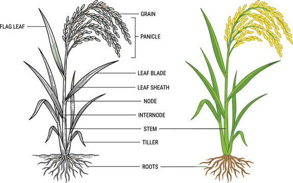 Rice plant parts anatomy educational diagram illustration showing panicle grain stem tiller roots flag leaf vector