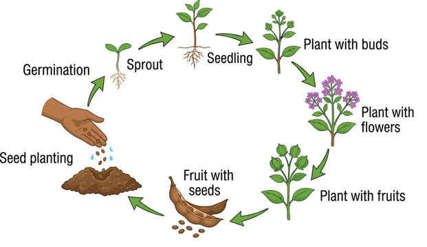 Sesame plant life cycle educational diagram comparison illustration showing growth stages from planting seed sprout seedling to adult fruit vector