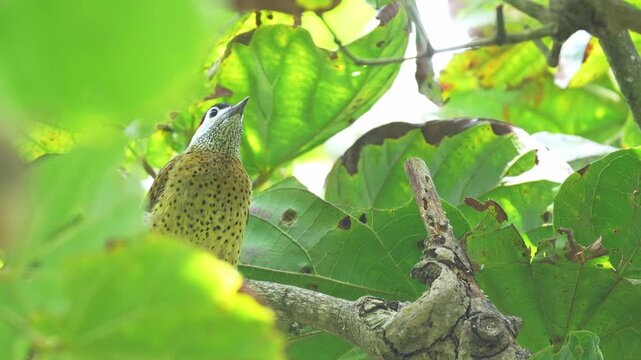 close-up of a Spot-breasted Woodpecker (Colaptes punctigula) foraging on a sapodilla tree, pecking the wood in search of insect larvae. This detailed sequence captures natural feeding