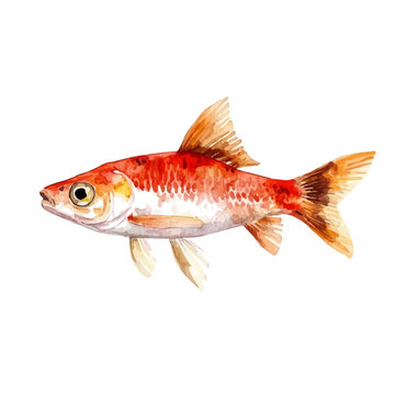 Molly Fish, high quality watercolor, isolated on a white background, vibrant details.