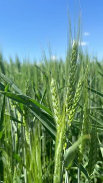 Close-up wheat spikes against blue sky