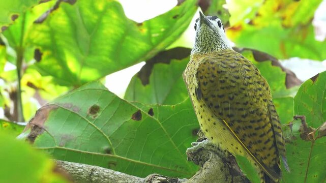 close-up of a Spot-breasted Woodpecker (Colaptes punctigula) foraging on a sapodilla tree, pecking the wood in search of insect larvae. This detailed sequence captures natural feeding