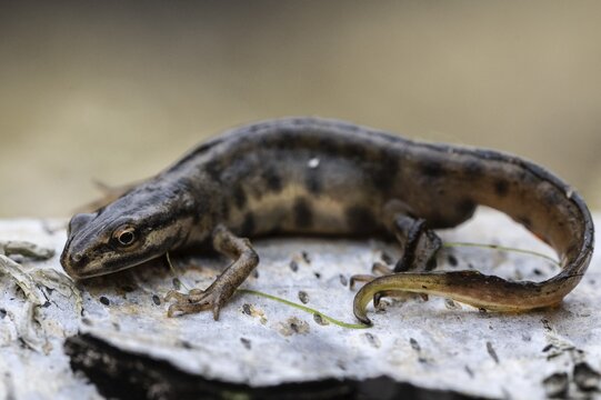 Pond newt (Lissotriton vulgaris), Emsland, Lower Saxony, Germany