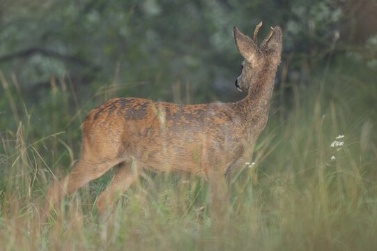 European roe deer (Capreolus capreolus), roebuck changing from winter coat to summer coat, wildlife, Thuringia, Germany