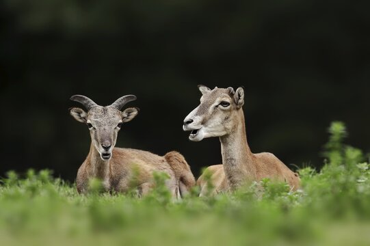 European mouflon (Ovis gmelini musimon, Ovis orientalis musimon), male and female, Saxony, Germany