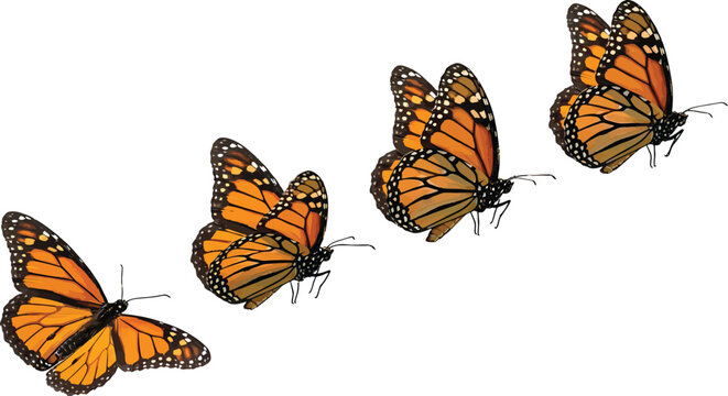 Group of orange monarch butterflies flying in a diagonal line isolated on a white background vector