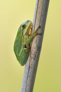 European tree frog (Hyla arborea), Zandvort, Netherlands