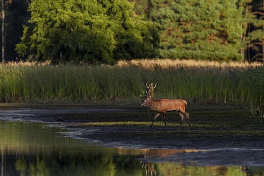 The sun is already casting long shadows as a red deer (Cervus elaphus) with reeds in its antlers crosses the drained pond, pennant, rutting season, deer rut, September, Germany