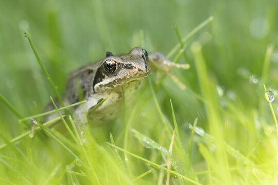 Common frog (Rana temporaria) juvenile baby amphibian walking through grass of a garden lawn, England, United Kingdom