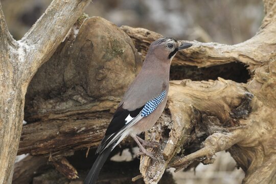 Eurasian jay (Garrulus glandarius) at winter feeding in the forest, Allg&auml;u, Bavaria, Germany, Allg&auml;u, Bavaria, Germany