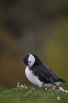 Atlantic puffin (Fratercula arctica) adult bird preening on a cliff top, Skomer island, Pembrokeshire, Wales, United Kingdom