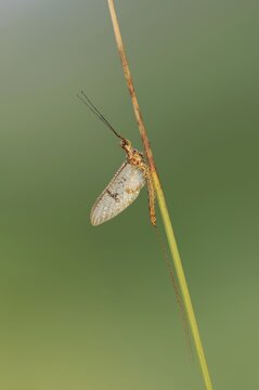 Mayfly (Ephemera glaucops), male, North Rhine-Westphalia, Germany
