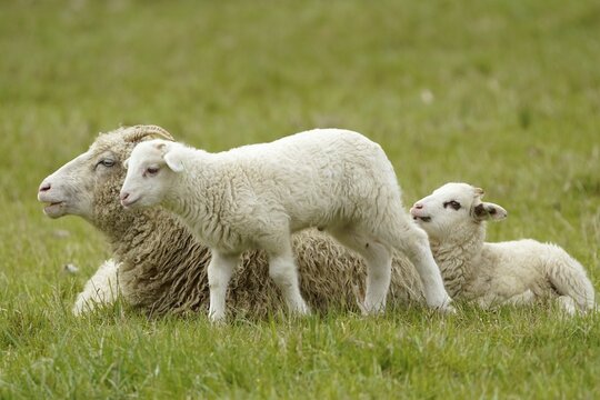 Forest sheep, lamb with mother on a pasture, Germany