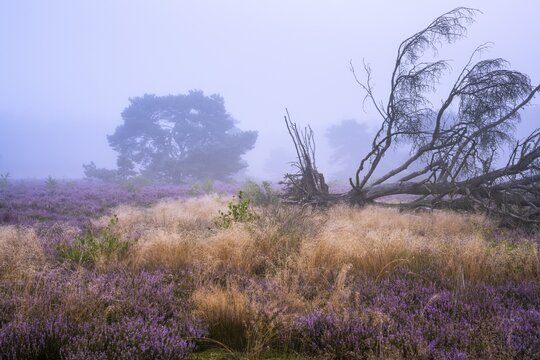 Flowering heather (Calluna vulgaris) with pine trees on a foggy morning in the Ahlhorner Heide, Ahlhorn, Lower Saxony, Germany