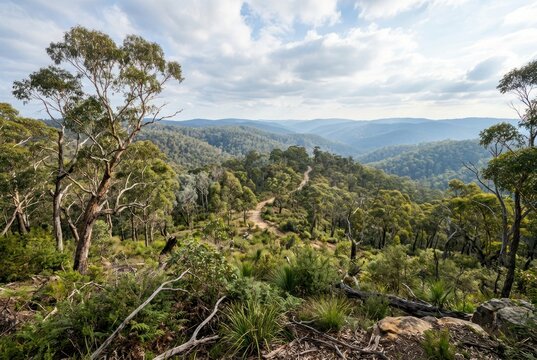 Expansive forest landscape with winding dirt path under a cloudy sky