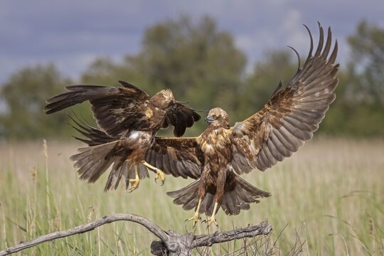 Marsh harrier (Circus aeruginosus) medium-sized bird of prey, female, hunting in reeds, on the hunt, looking for prey, foraging, defending own territory, flying, wingspan, Toledo, Spain