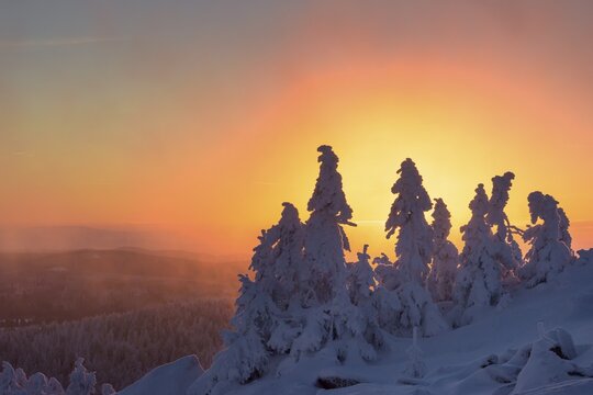 Snowy Spruces (Picea) on the winterly snowy chunk at sunset, winter, snow, resin, mountain, Schierke, Saxony-Anhalt, Germany