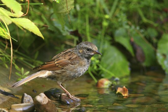 Dunnock (Prunella modularis) in a brook