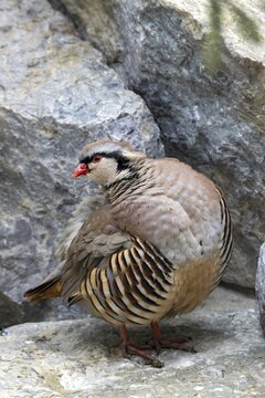 Rock partridge (Alectoris graeca), on the ground, Alpine Zoo, Innsbruck, Tyrol, Austria