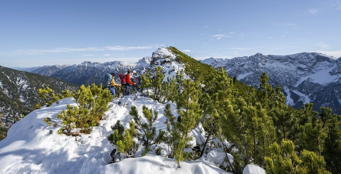Hiker between mountain pines, on a ridge in autumn with snow, hiking trail to Weitalpspitz, behind summit and view of mountain panorama, Ammergau Alps, Bavaria, Germany