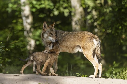 European gray wolf (Canis lupus) alpha wolf with pups, Germany