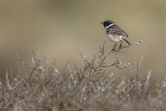 A stonechat (Saxicola rubicola) uses a perch as a vantage point to hunt for flying insects, singing station, breeding area, Denmark