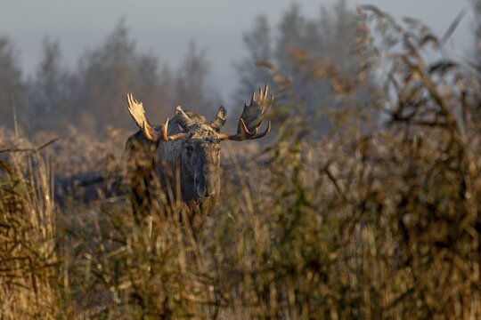 The high fog slowly lifts and the first rays of sunlight hit the bull moose (Alces alces), October, Denmark