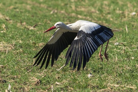 A stork glides just above the grass with spread wings, white stork (Ciconia ciconia), wildlife, Germany
